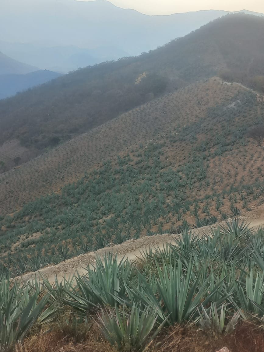 Cerro sembrado de agave en San Juan del Río, Oaxaca