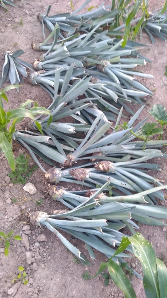 Horno cónico de tierra para tatemar el agave
