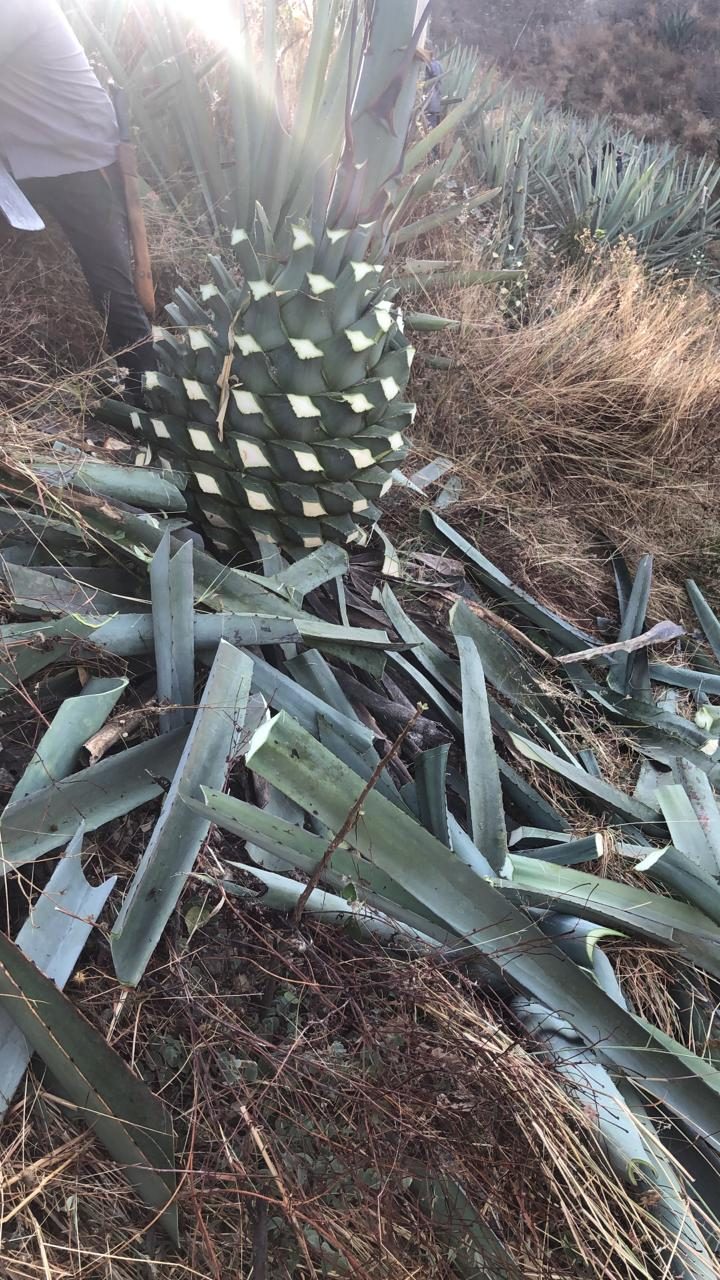 Jima del agave espadín, corte de la piña