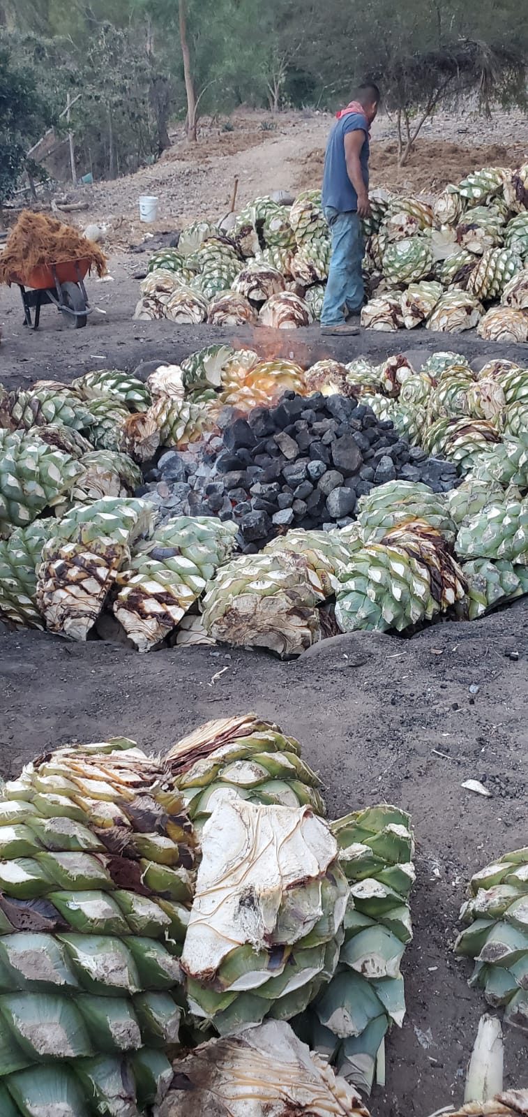 Piñas de agave tatemadas listas para fermentar